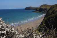 Blackthorn blossom at Lundy Bay