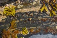 Trails in rockpools