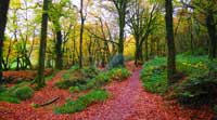Golitha Falls near St Neot on Bodmin Moor