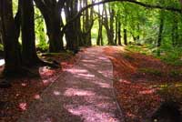 Path under beech trees at Golithia Falls in Cornwall