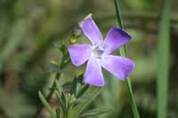 Lesser Periwinkle in hedgerow