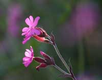 Pink Campion in Hedgerow