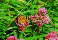 Butterfly (Painted Lady) in meadow above St Nectan's Glen in Tintagel