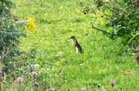 Weasel