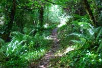 Trebarwith Nature Reserve
