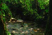 Stream