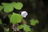 Wood sorrel
